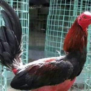 Meet your Posher, Joaquín